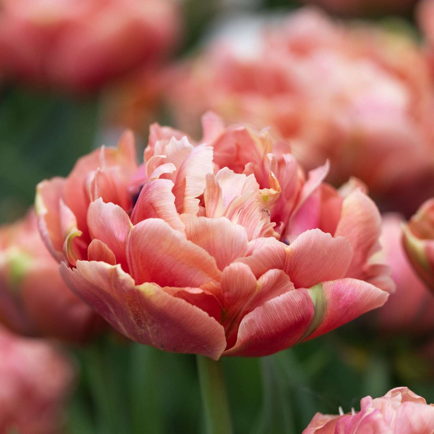 Tulppaani 'Copper Image'
